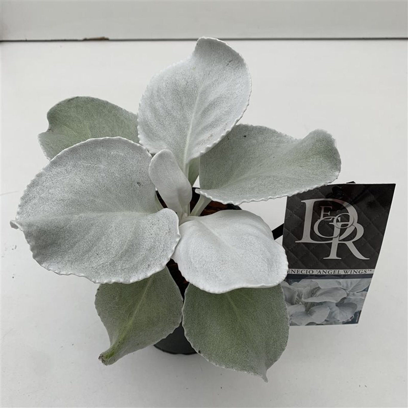 Senecio 'Angel Wings' - C1